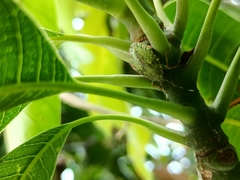 Chlorocoris distinctus
