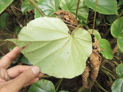 Begonia glabra
