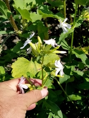 Saponaria officinalis