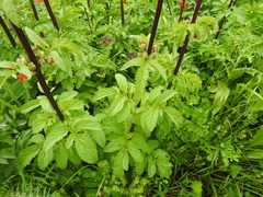 Scrophularia sambucifolia