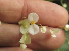 Begonia glabra