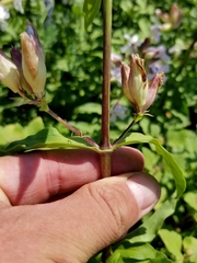 Saponaria officinalis