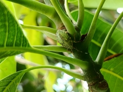 Chlorocoris distinctus