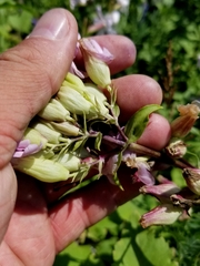 Saponaria officinalis