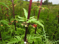 Scrophularia sambucifolia