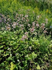 Saponaria officinalis