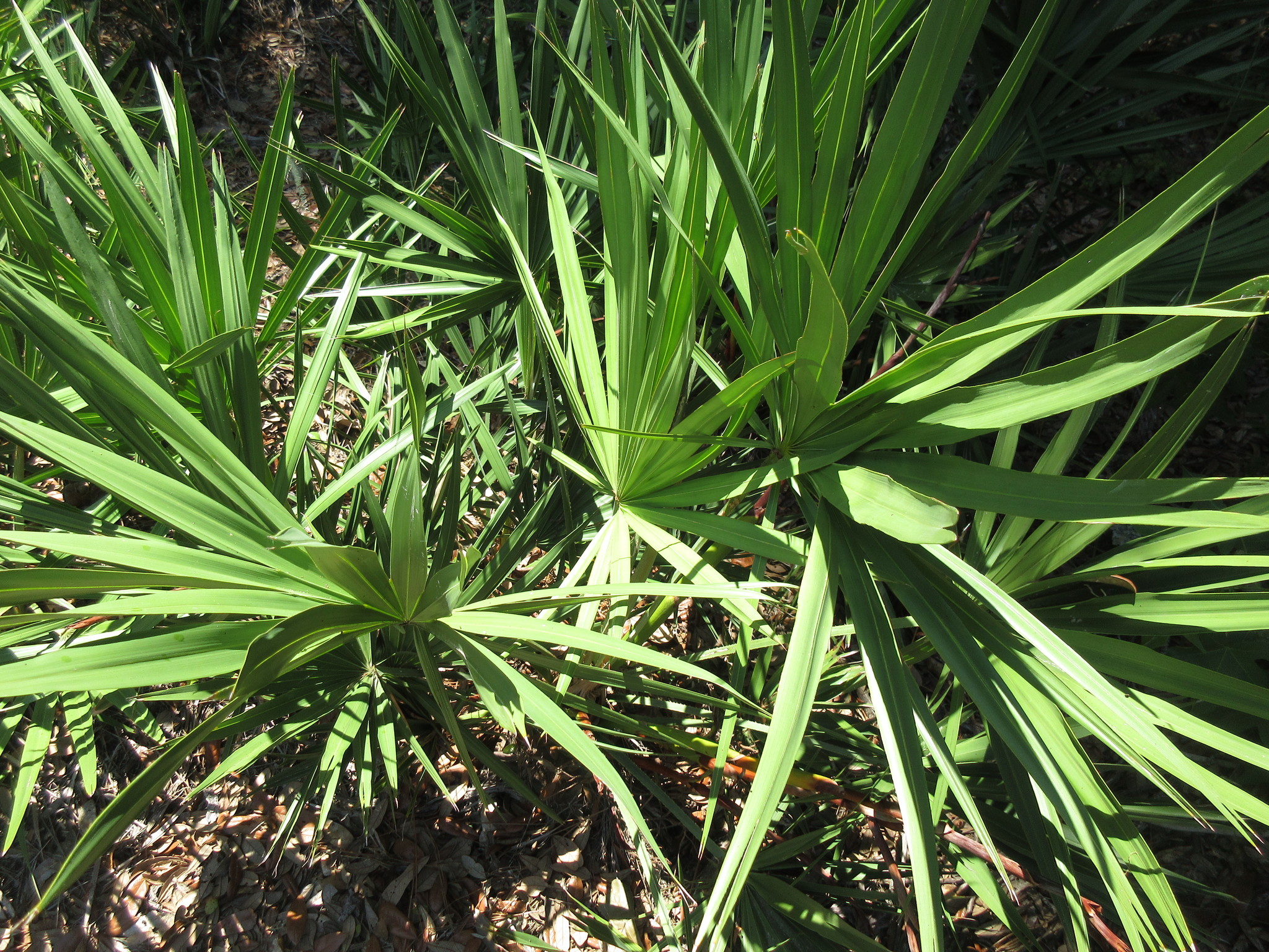 Serenoa repens: původ a využití — fotografie 2