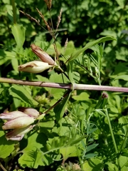Saponaria officinalis