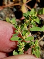 Euphorbia glyptosperma