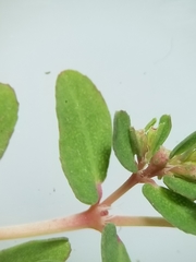 Euphorbia glyptosperma