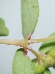 Euphorbia glyptosperma