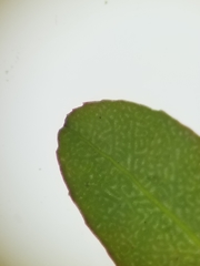 Euphorbia glyptosperma