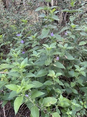 Ruellia drummondiana