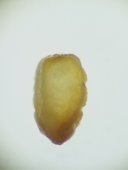 Euphorbia glyptosperma