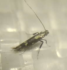 Calybites phasianipennella