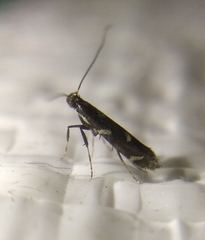 Calybites phasianipennella