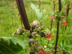 Scrophularia sambucifolia