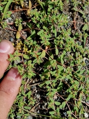 Euphorbia glyptosperma