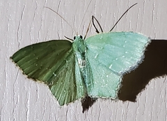 Chloropteryx tepperaria
