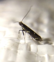 Calybites phasianipennella