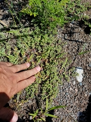 Euphorbia glyptosperma