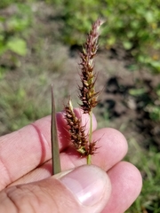 Echinochloa muricata