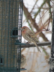Haemorhous mexicanus