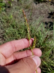 Echinochloa muricata