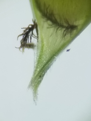 Echinochloa muricata