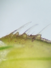 Echinochloa muricata