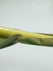 Echinochloa muricata