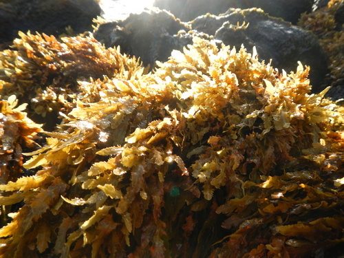 Sargassum obtusifolium observed 2016-03-14