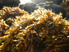 Sargassum obtusifolium