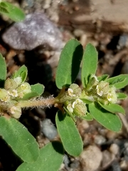Euphorbia maculata