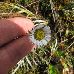 Oritrophium peruvianum