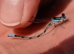 Argia leonorae