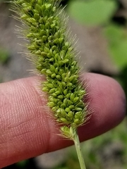 Setaria viridis