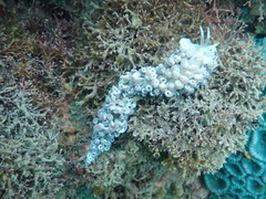 Phyllodesmium magnum