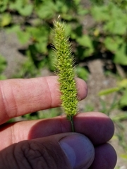 Setaria viridis