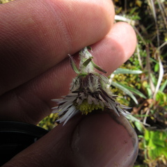 Oritrophium peruvianum