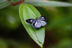 Pythonides lancea