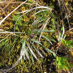 Oritrophium peruvianum