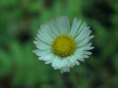 Erigeron tracyi