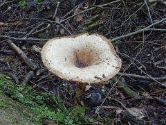 Pseudoarmillariella ectypoides