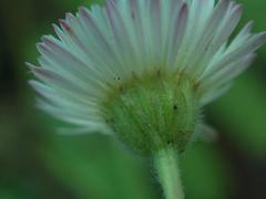 Erigeron tracyi