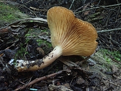 Pseudoarmillariella ectypoides