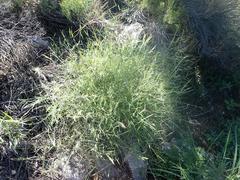 Muhlenbergia porteri
