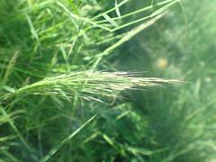Muhlenbergia porteri
