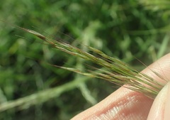 Muhlenbergia porteri