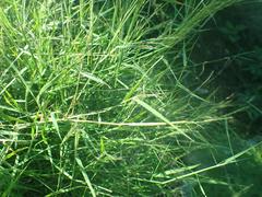 Muhlenbergia porteri